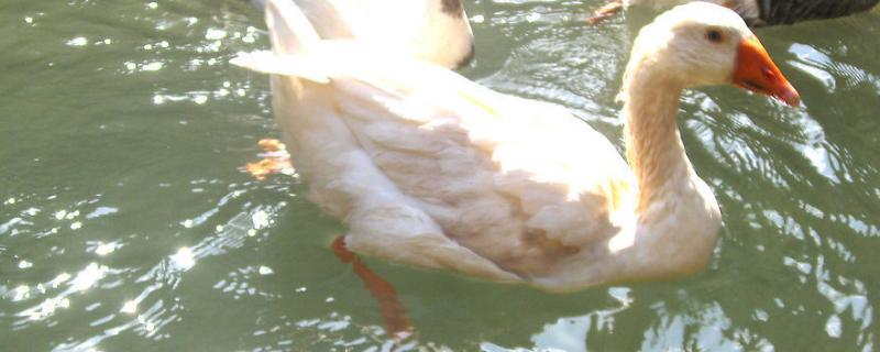 给鸭子喂盐有什么用,如何兑水