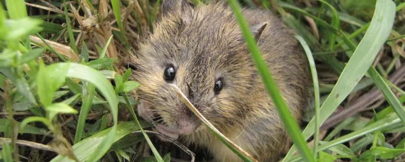 老鼠一年繁殖几次,是群居还是独居 老鼠一年要繁殖几次