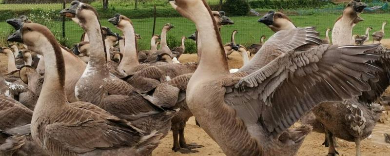 狮头鹅一个月能长多大,鹅头为什么那么贵