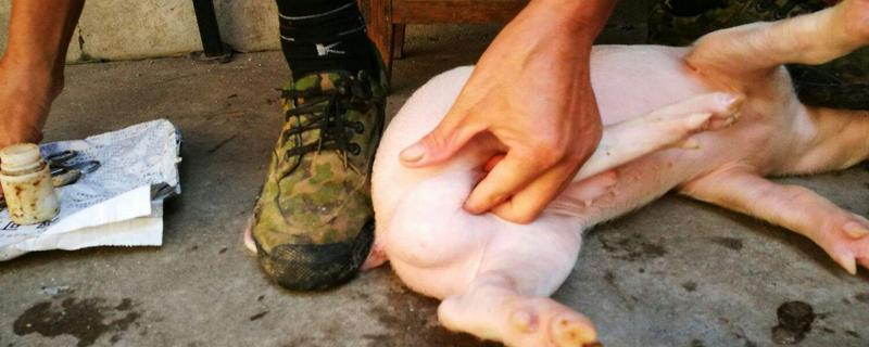 骟猪技术方法,骟猪是什么时候开始的
