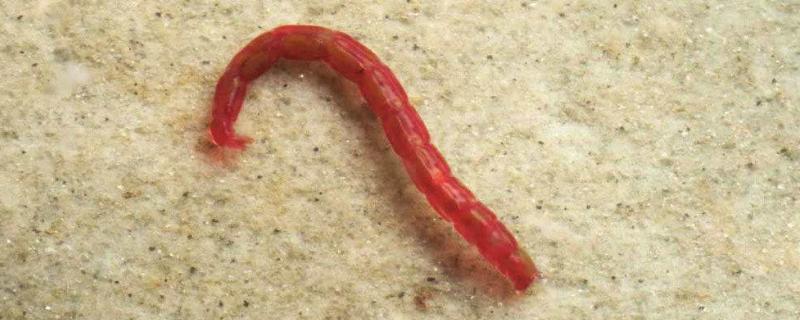 红虫养殖及繁殖方法,红虫养殖需要什么条件