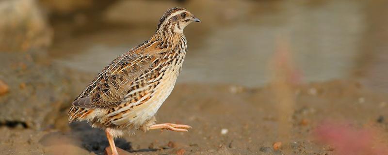 鹌鹑能活多久，养多久能下蛋 鹌鹑能下多久的蛋