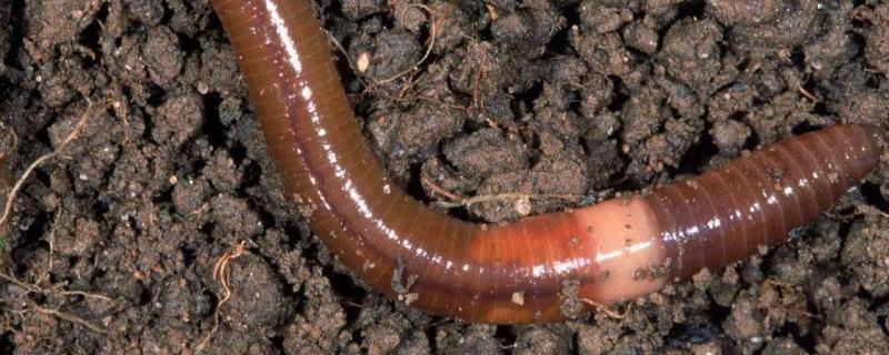蚯蚓老是被小鱼叼走怎么办，蚯蚓饵适合钓什么鱼
