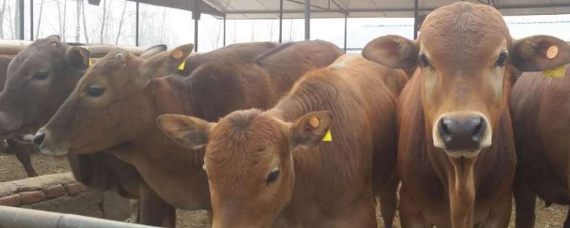 牛长途运输到家怎么喂养,运输过程中出现应激反应该如何处理