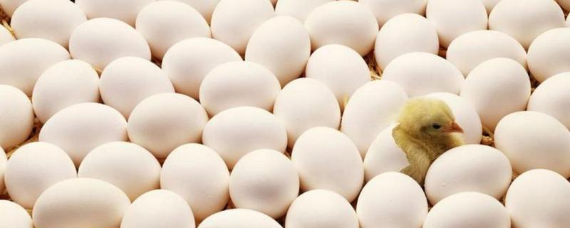 人工孵化一天翻几次蛋,孵化需要多少天