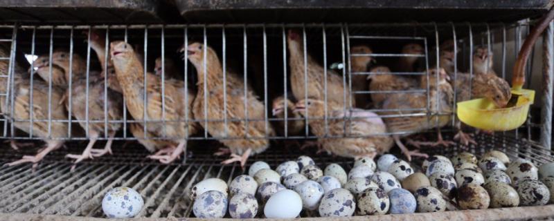 鹌鹑几天下一次蛋，养多久可以下蛋（鹌鹑几天能下蛋）