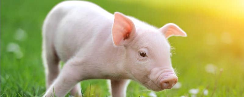 回交二元与二元的区别,回交二元所产的后代可以留母猪吗