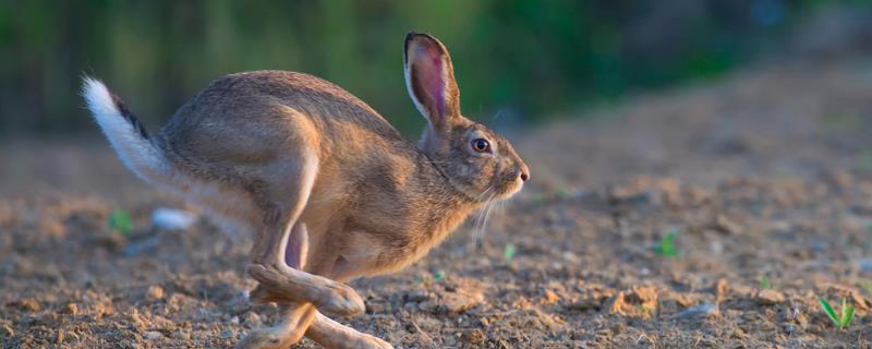 野兔子幼崽怎么养活,一亩地可以养多少只