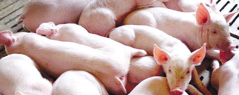 猪肉料肉比大约多少，原料肉是什么（猪肉的料肉比）