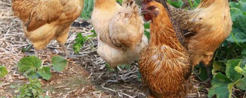 小型鸡品种 小型鸡品种有哪些