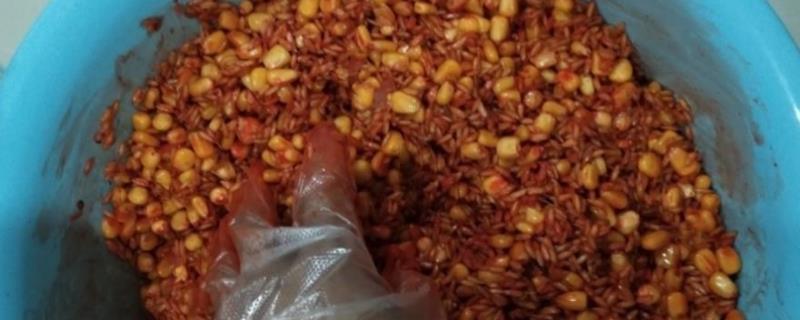 谷麦饵料配方,如何保存 谷麦饵料制作