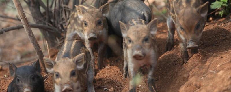 驱赶野猪的简单方法,一般在什么天气出来