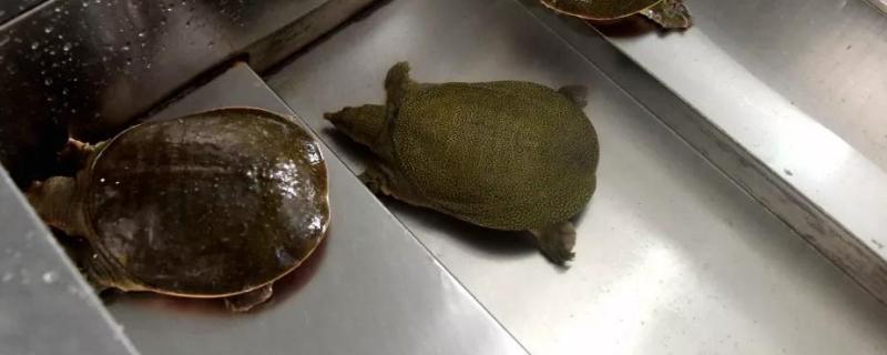 甲鱼在家的养殖方法与技术（甲鱼养殖方法与技术要点）