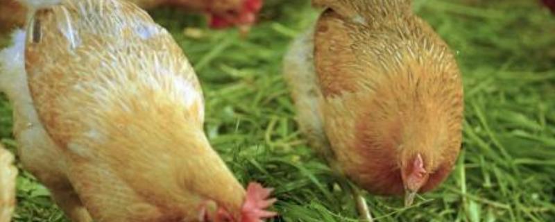 鸡胀嗉用什么药最见效,还有什么土办法有效