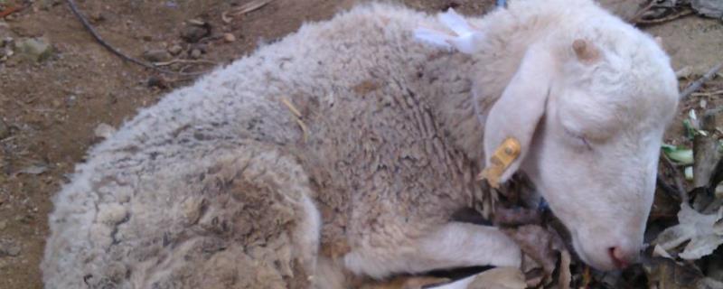 羊拉稀不吃草怎么治疗,大羊拉稀用什么药能快速止泻