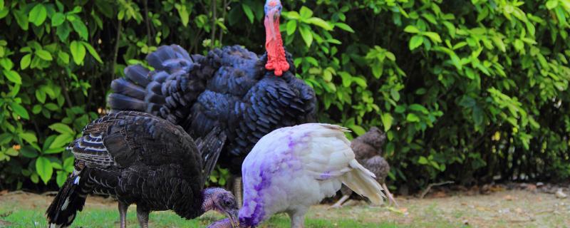 最大的鸡是什么品种，有多重（体重最大的鸡是什么品种）