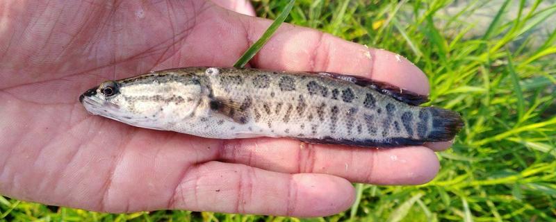 黑鱼长什么样，野生黑鱼一般多少斤（野生黑鱼有多大）