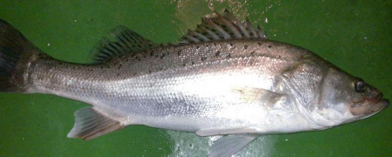 加州鲈鱼水花养殖技术,鲈鱼水花苗怎样养殖