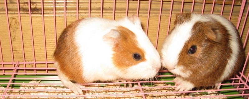 荷兰猪是什么，喜欢吃什么食物 荷兰猪是什么,喜欢吃什么食物图片