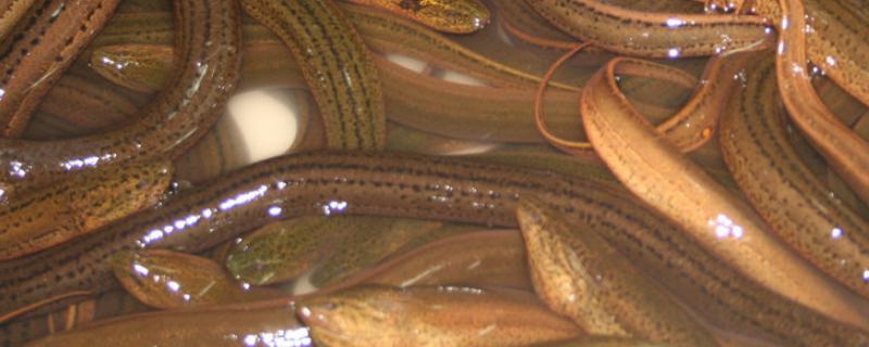 地笼捕黄鳝最快最多的办法,放什么饵料能吸引黄鳝