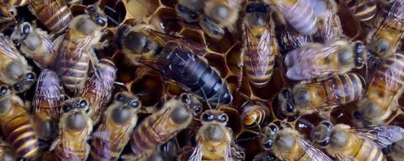 蜂王婚飞几点归巢,婚飞会带走蜂群吗