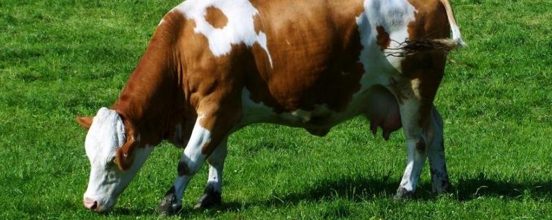 牛四个胃的名称和作用,牛睡觉是怎么睡的