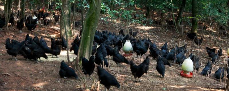 绿壳蛋鸡苗有几个品种(绿壳蛋鸡有几个品种图片)