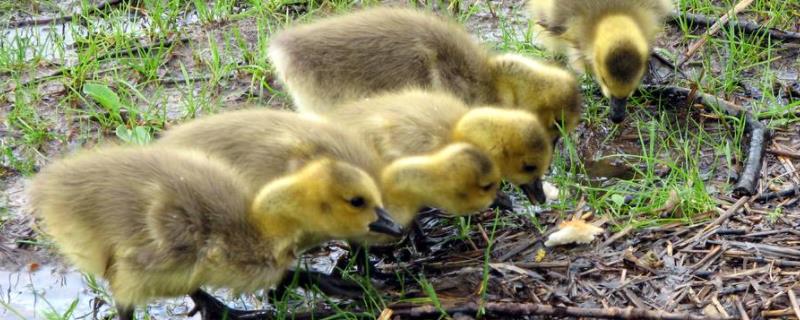 鹅能耐受零下几度,冬天小鹅怎么养才不会死