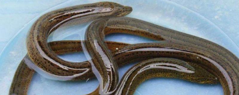 黄鳝怎么养在家里?养家里能养多少天 黄鳝在家里如何养