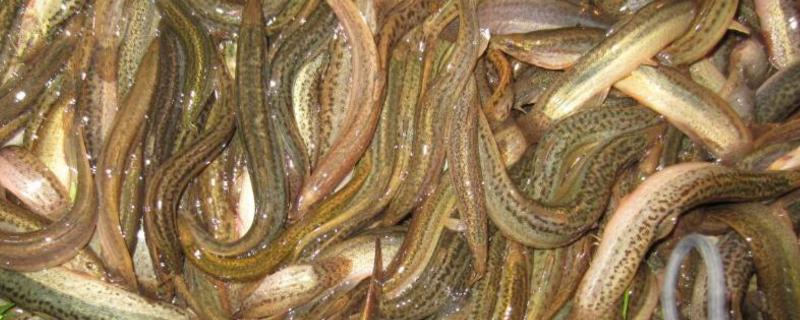 养殖黄鳝吃什么饲料,养殖黄鳝稻田养好还是网箱养好
