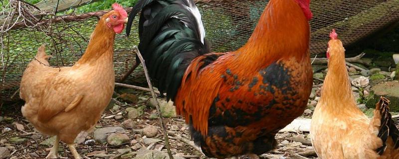 小型土鸡品种 小型土鸡品种及图片