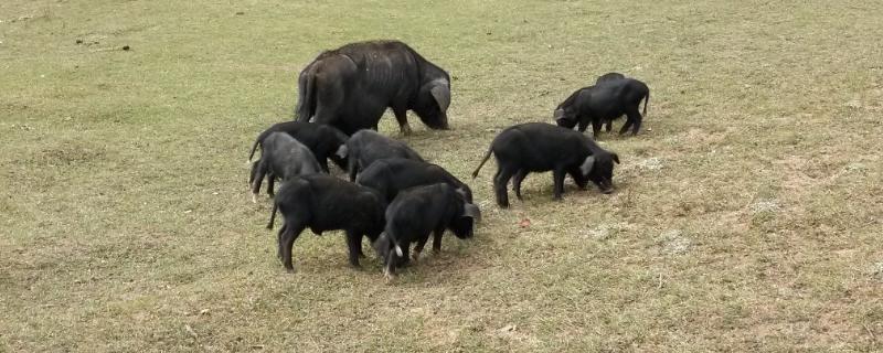 野猪咬人吗,喜欢在什么地方活动 野猪咬人吗,喜欢在什么地方活动英语