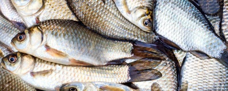 野生鲫鱼最大能长多少斤，能养活吗（野生鲫鱼最大能长多大）