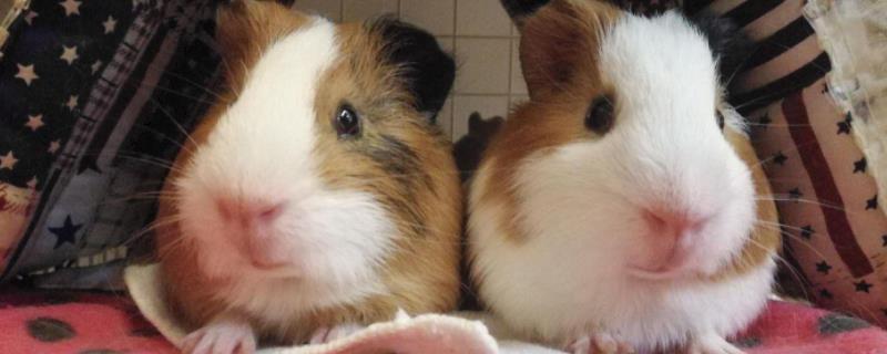 荷兰猪品种,荷兰猪高声尖叫是为什么