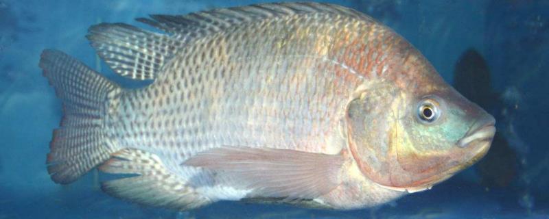 罗非鱼最低温度几度会冻死,罗非鱼用什么饵料钓比较好