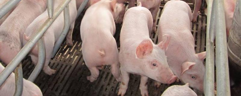 猪是什么颜色的，附养猪技巧（猪的颜色是什么颜色?）