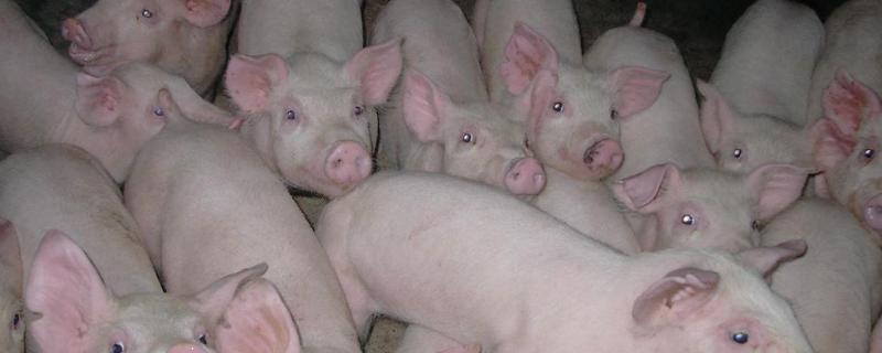 仔猪血痢的首选药物是，病原是什么 仔猪血痢的首选药物是,病原是什么