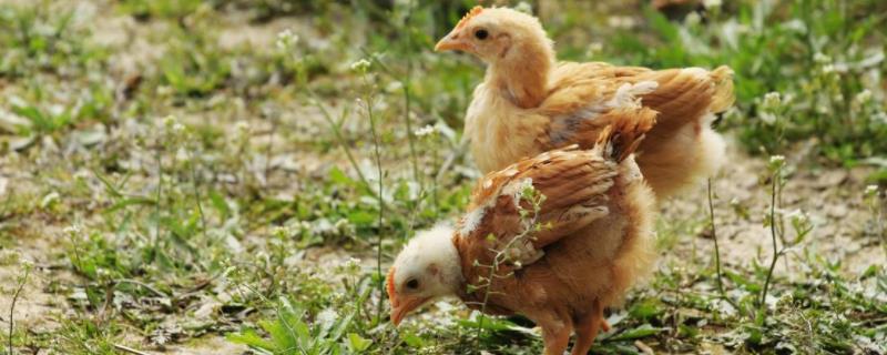 小鸡可以喝牛奶吗,怎样救活奄奄一息的小鸡