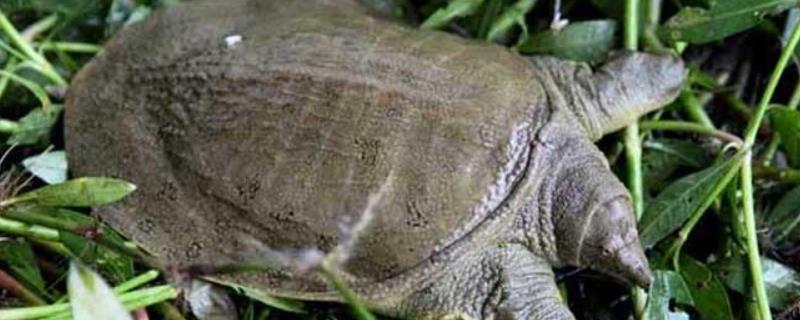 甲鱼养殖技术，养殖多久可以出售 养甲鱼多少时间能出售甲鱼