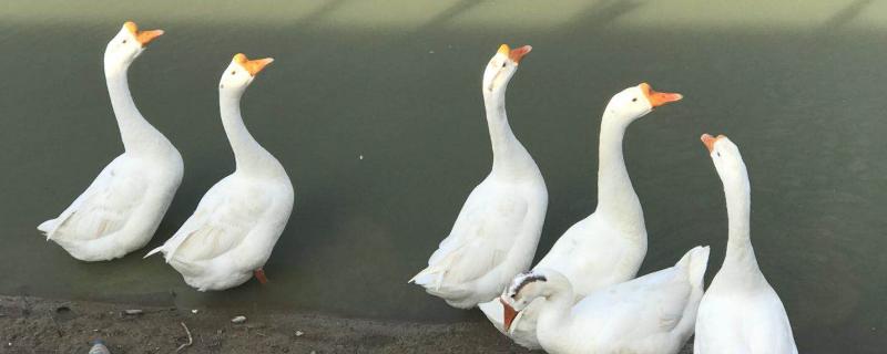 鹅病防治偏方,鹅痛风用什么药治疗 怎样治疗鹅痛风病