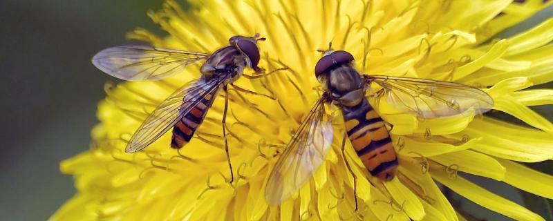 蜂的种类图片和名称（蜂类图片名称大全）