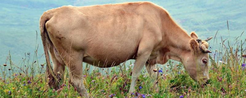 牛的介绍,牛的饲养 牛的饲养方式有哪些