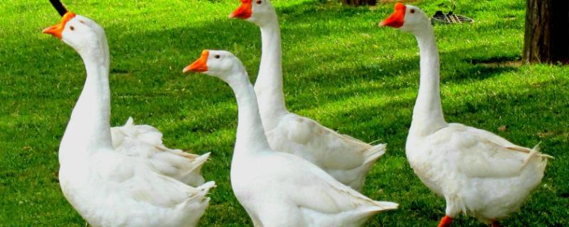 鹅病常见疾病用什么药,鹅下软皮蛋应该给它吃什么