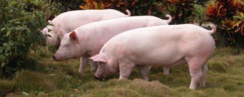 猪脚印形状，哈拉巴在猪的什么部位（猪的哈拉巴怎么做好吃）