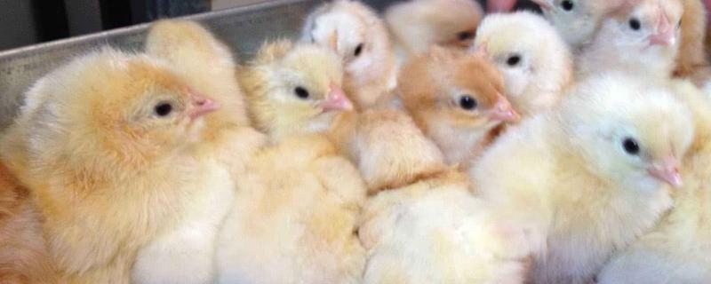 刚出壳的小鸡喂什么药,多久喂水喂食
