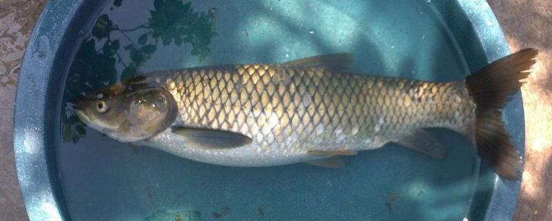 草鱼的四大疾病及防治(草鱼三大病)