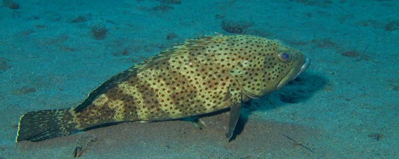 淡水石斑鱼养殖技术和环境,淡水石斑鱼与桂花鱼有什么区别