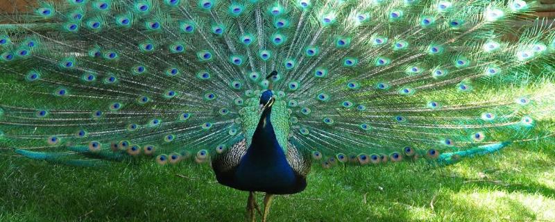 孔雀一年产多少蛋，多大开始下蛋