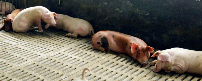 小猪驱虫的正确方法,驱虫药要喂几天好