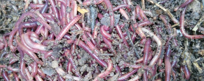 鸡能不能活吃蚯蚓,蚯蚓喂鸡好不好 鸡能喂蚯蚓吗